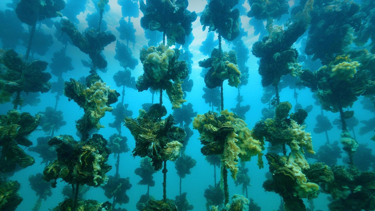 Oyster farm offshore from Notojima Island, Ishikawa prefecture, Japan (© divedog/Shutterstock)
