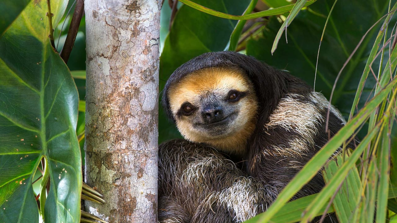 Pale-throated sloth perched in a tree on Sloth Island, near Bartica on the Essequibo River, Guyana (© Suzi Eszterhas/Minden Pictures)