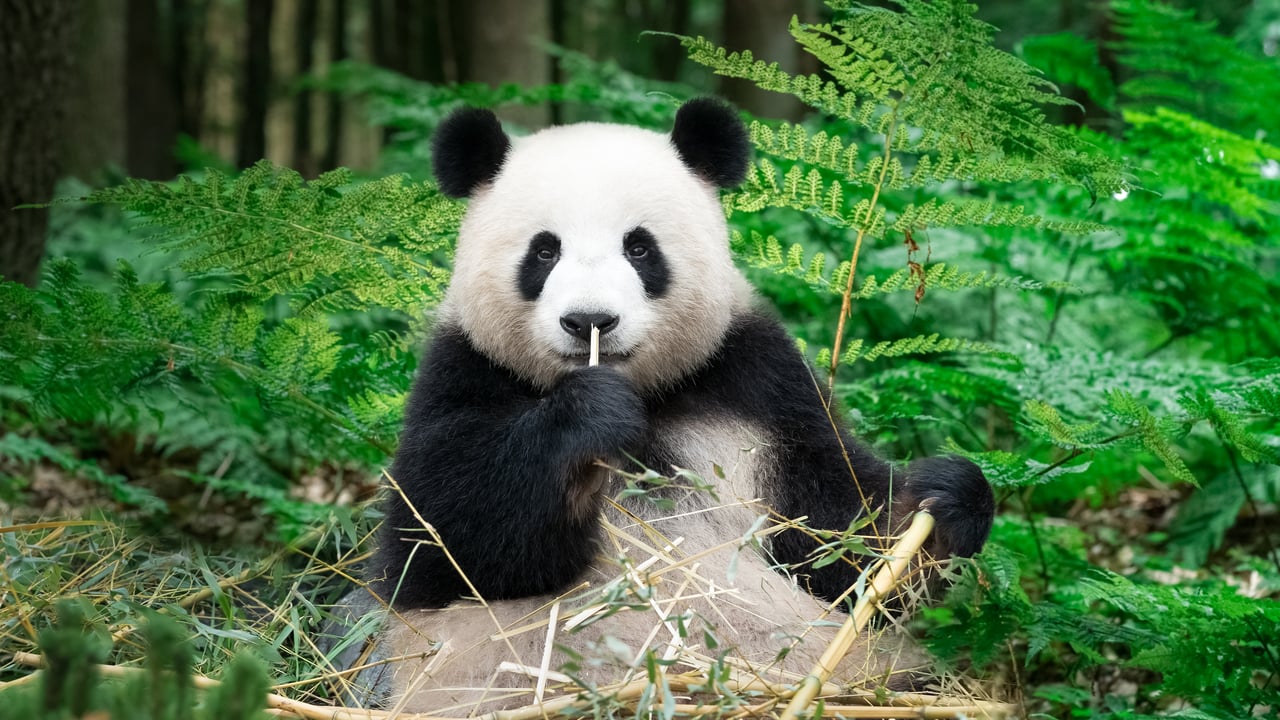 Panda géant mangeant du bambou, Chine (© Entwicklungsknecht/Getty Images)