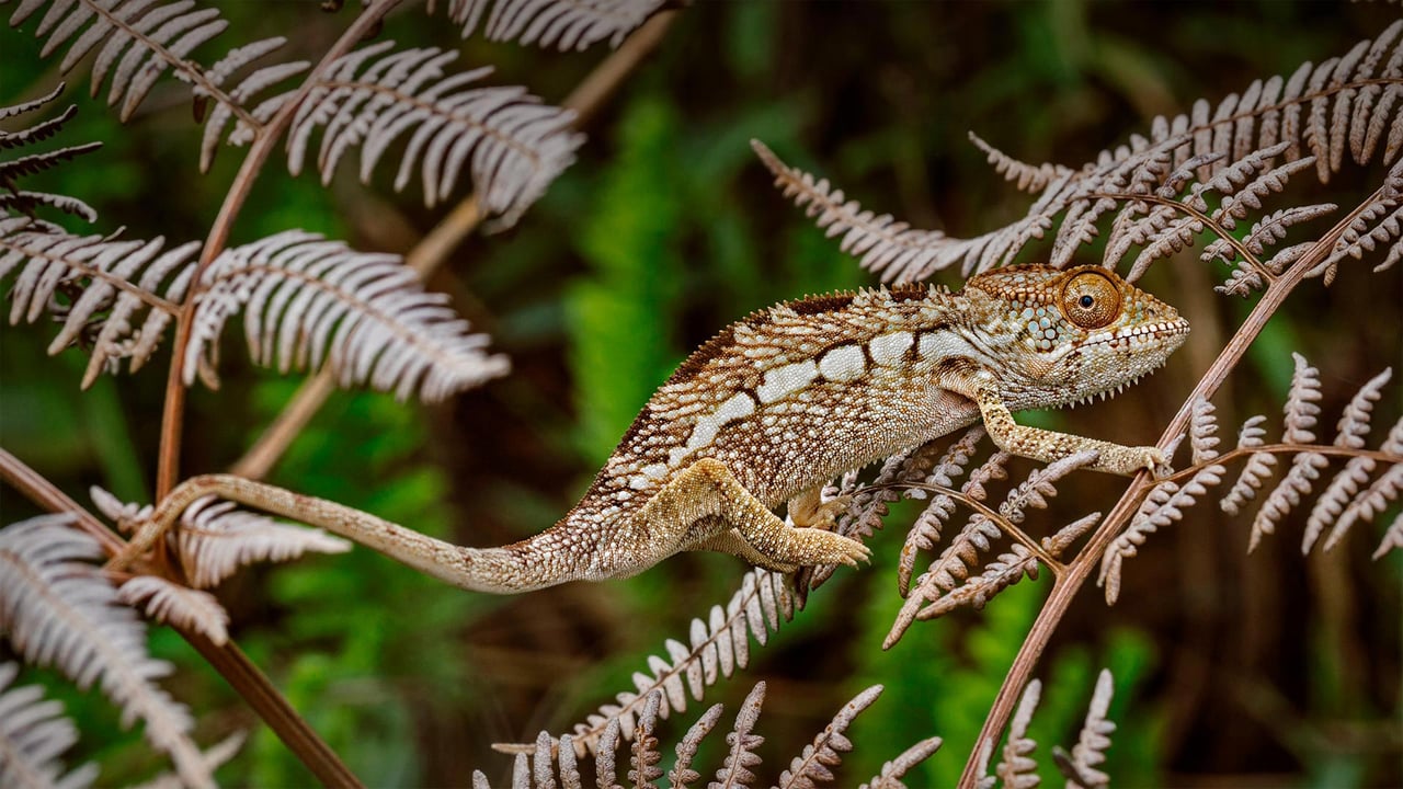 Camaleão-pantera no Parque Nacional Amber Mountain, Madagascar (© Christian Ziegler/Minden Pictures)