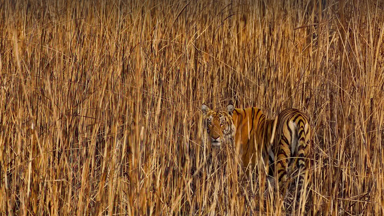 Tiger camouflaged in tall grass, Assam, India (© Sandesh Kadur/Minden Pictures)
