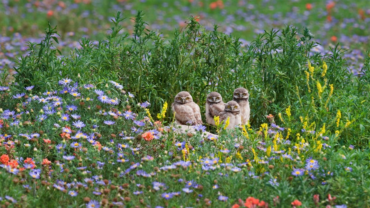 Burrowing owl chicks gaze out from among flowers near the Pawnee National Grassland in Colorado (© Roberta Olenick/Alamy)