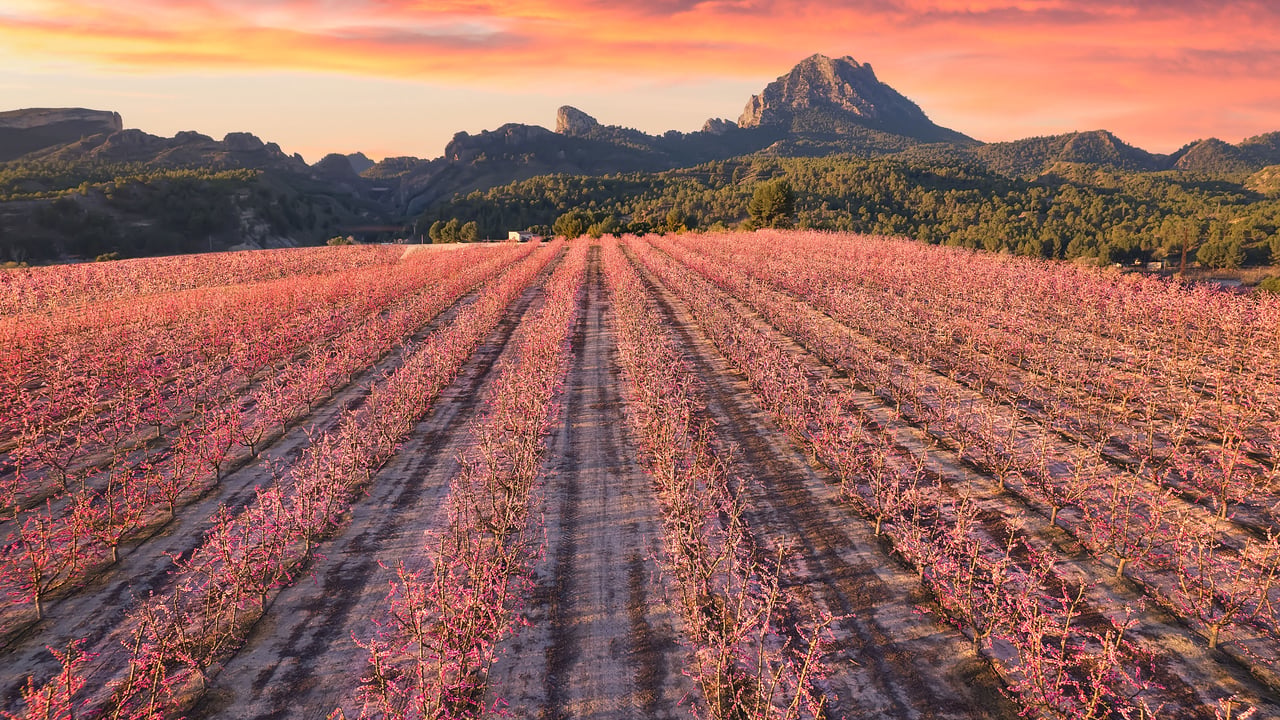 Pêchers en fleur, Cieza, Murcie, Espagne (© Juan Maria Coy Vergara/Getty Images)