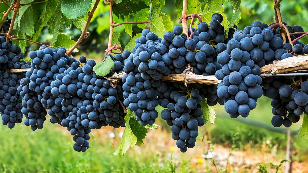 Clusters of dark purple grapes hanging on a vine in Penticton, B.C. (© Design Pics/Offset)