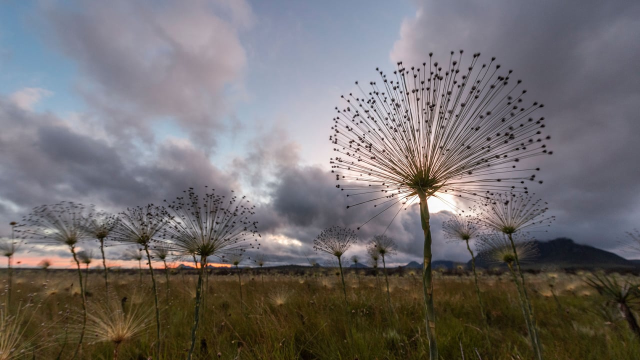 Plantas Pepalantus Parque Nacional da Chapada dos Veadeiros, Goias, Brasil (© Cavan Images/Getty Images)