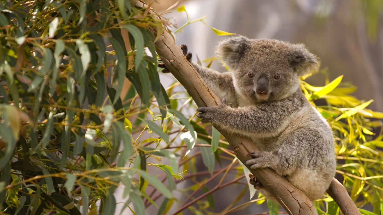An Australian koala perched in a gum tree overlooking the scenery (© juuce/Getty Images)