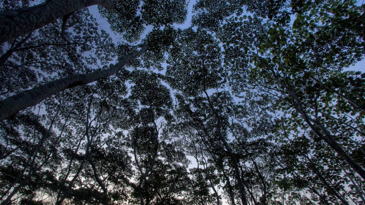 The tree canopy in the Tambopata National Reserve of the Peruvian Amazon (© Patrick Brandenburg/Tandem Stills + Motion)