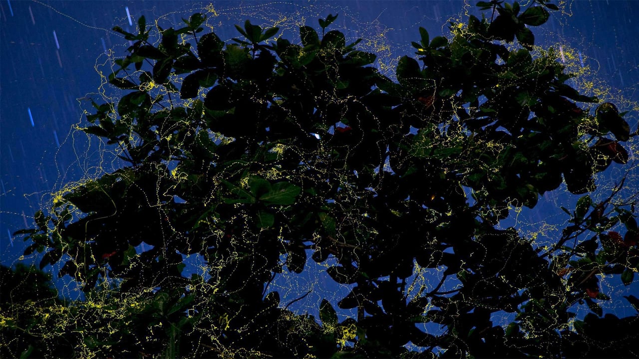 Fireflies surround a sea almond tree in Camarines Sur, Luzon, Philippines (© Jurgen Freund/Minden Pictures)