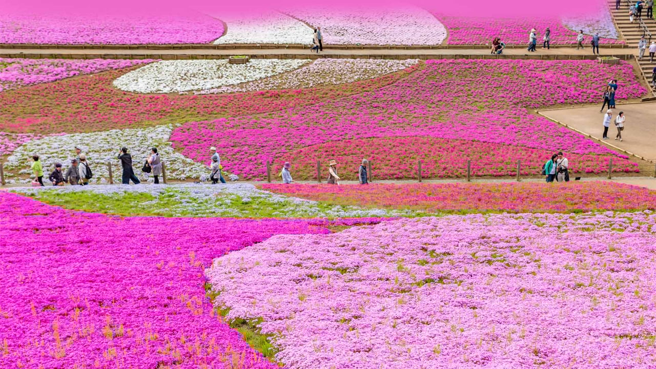 Hitsujiyama Park, Saitama Prefecture, Japan (© Takashi Images/Shutterstock)
