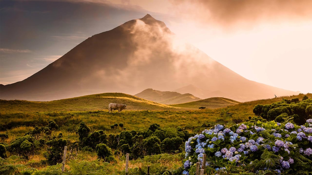 A bull in the foothills of Mount Pico on Pico Island in the Portuguese archipelago of the Azores (© Atmo-Sphere/Getty Images)