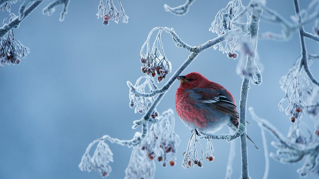 Pine grosbeak (© Peter Lilja/Getty Images)