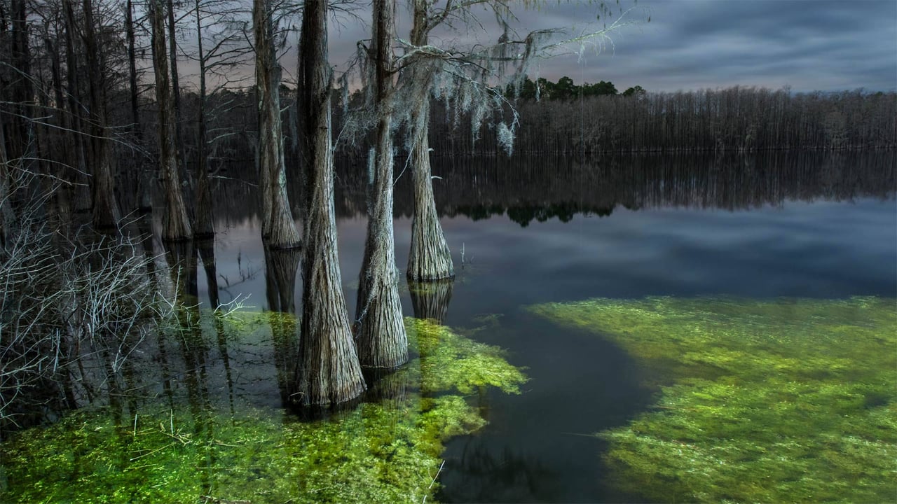 Pine Log State Forest, Florida (© plainpicture/Cavan Images)