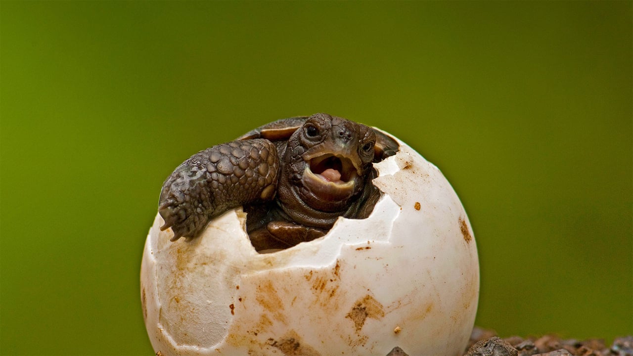 Pinzon Island tortoise hatchling at the Charles Darwin Research Station on Santa Cruz Island, Galápagos Islands, Ecuador (© Pete Oxford/Minden Pictures)