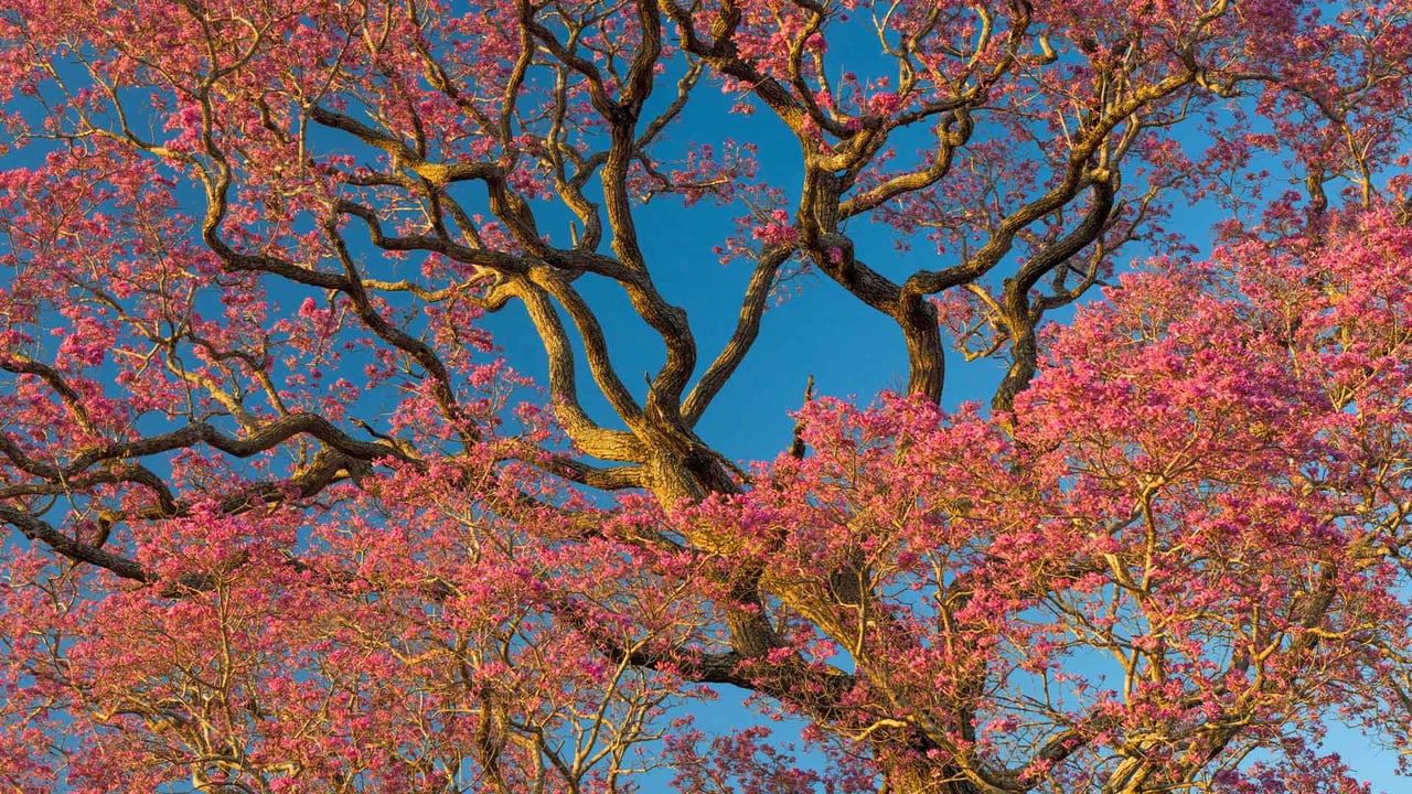 Florescimento das árvores de Piuva Rosa no Pantanal Norte, Brasil (© Octavio Campos Salles/Alamy Stock Photo)