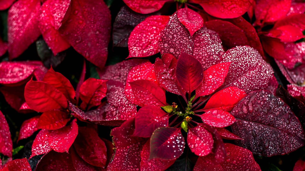 Poinsettias (© Yarygin/Getty Images)