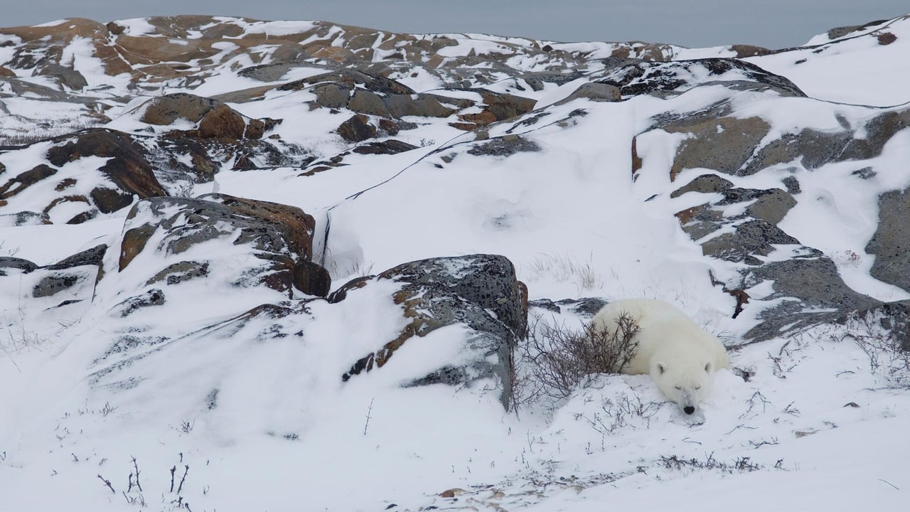 Polar bear resting in rocky landscape, Churchill, Manitoba, Canada (© Warwick Sloss/NPL/Minden Pictures)