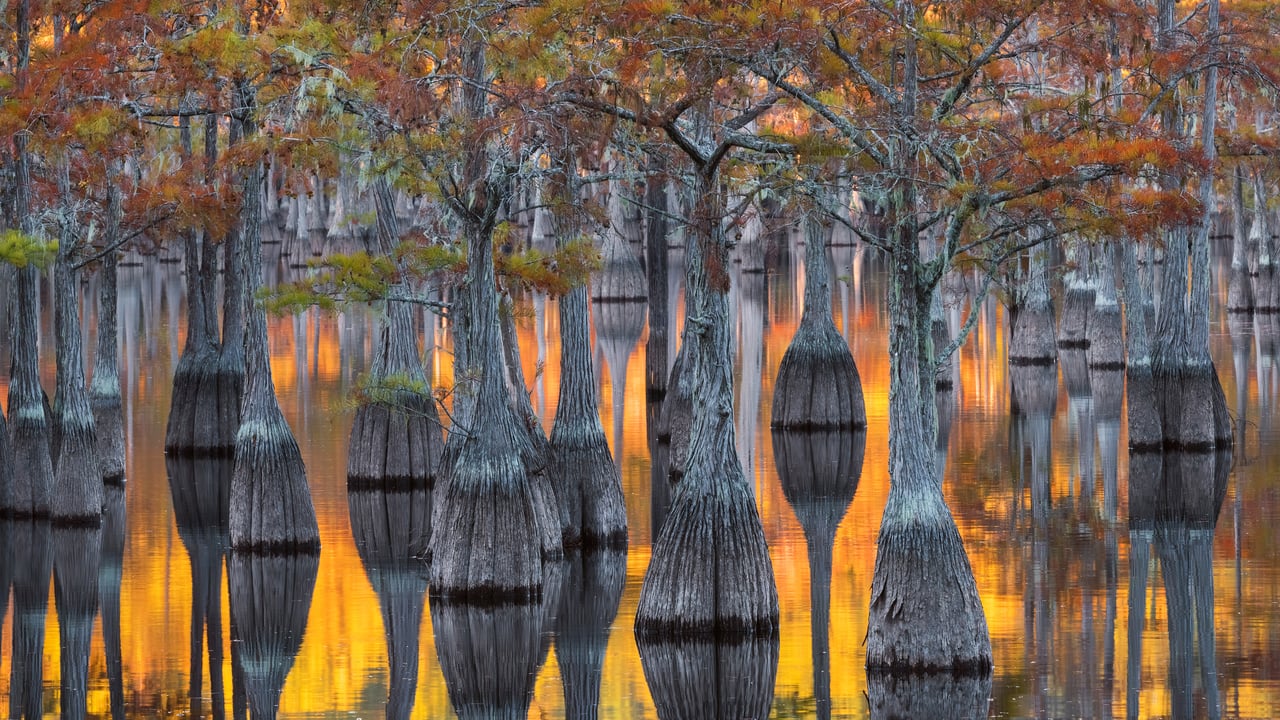 A grove of pond cypress trees with autumn foliage, Georgia, United States (© Chris Moore/Getty Images)