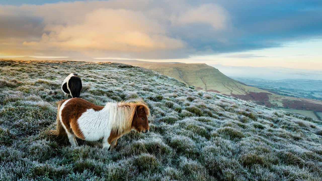 ｢野生のポニー｣イギリス, ウェールズ (© Justin Foulkes/SIME/eStock Photo)