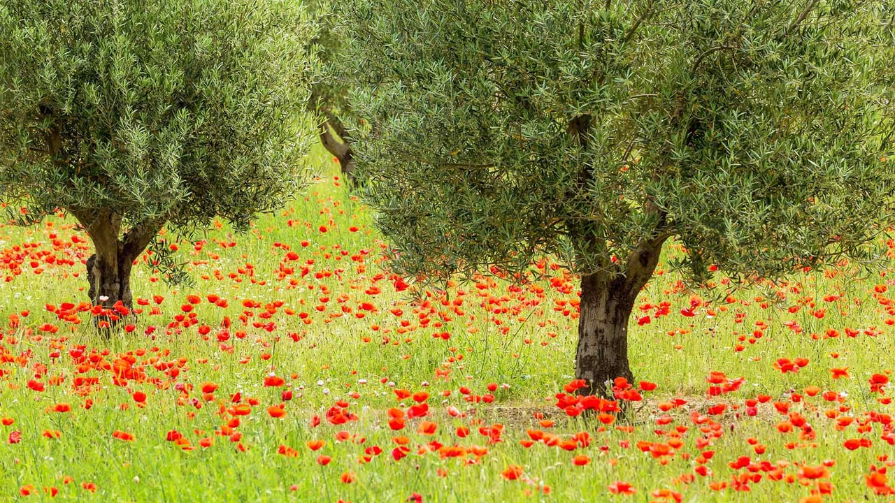 Olive trees and poppies in Luberon Regional Nature Park, France (© Hemis/Alamy)