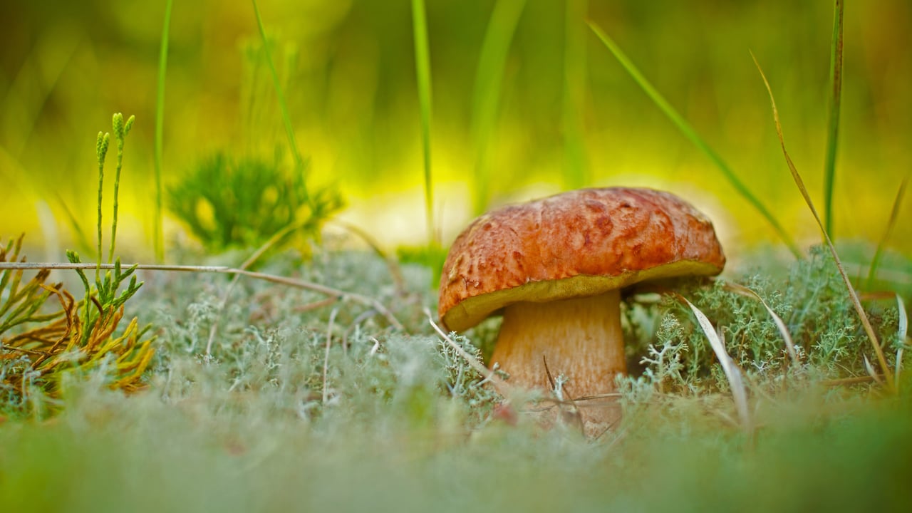 A porcini mushroom (© vnosokin/Getty Images)