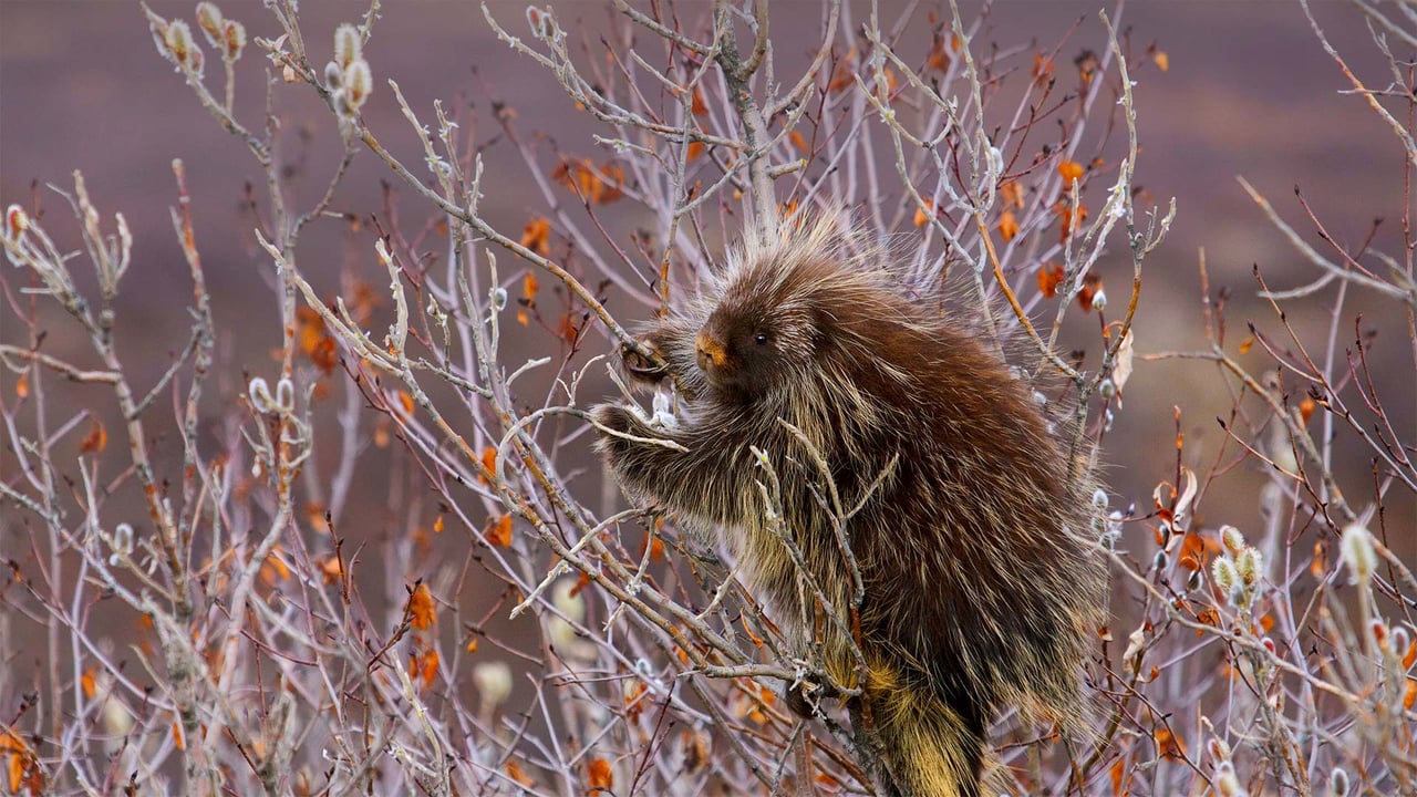 A porcupine hangs on a willow tree branch, Alaska (© Design Pics/Danita Delimont)