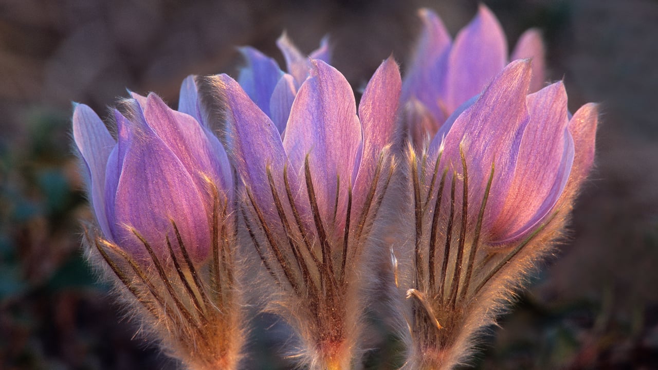 Prairie crocus, Sandilands Provincial Forest, Manitoba, Canada (© Jaynes Gallery/Danita Delimont)