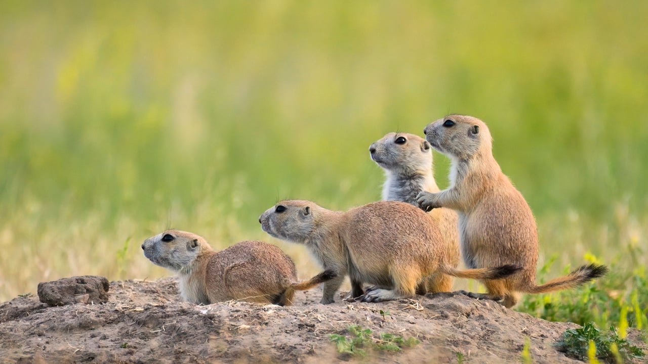 Chiens de prairie à queue noire, Parc National des Badlands, Dakota du Sud, États-Unis (© Greg Vaughn/Getty Images)