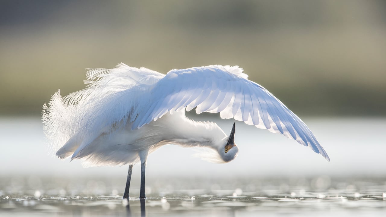 Aigrette neigeuse, Floride centrale, États-Unis (© Donald M. Jones/Minden Pictures)