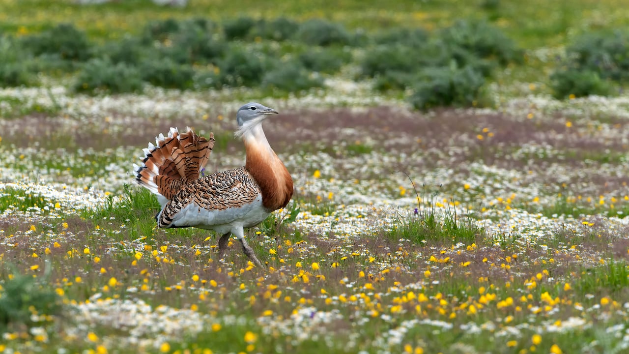 Avutarda común caminando por el prado, Extremadura, España (© Dick Hoogenboom/NiS/Minden Pictures)