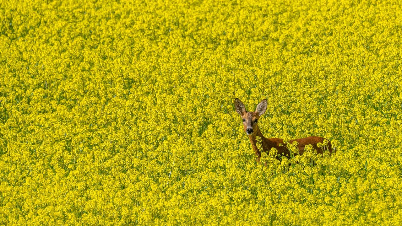 Une biche dans un champ de colza, lac de Serre-Ponçon, Chorges, Hautes-Alpes, France (© Alain Bachellier/Getty Images)