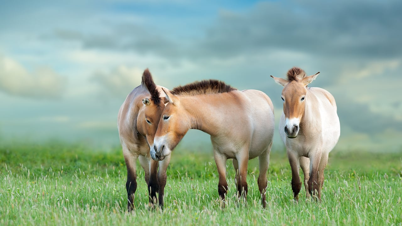 Chevaux de Przewalski (© Nemyrivskyi Viacheslav/Getty Images)