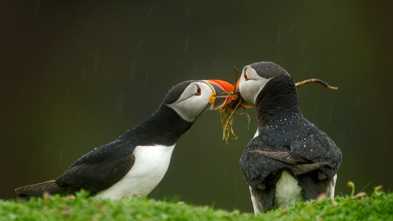 Male Atlantic puffin gives his mate nesting material, Skomer Island, Wales (© Danny Green/Minden Pictures)