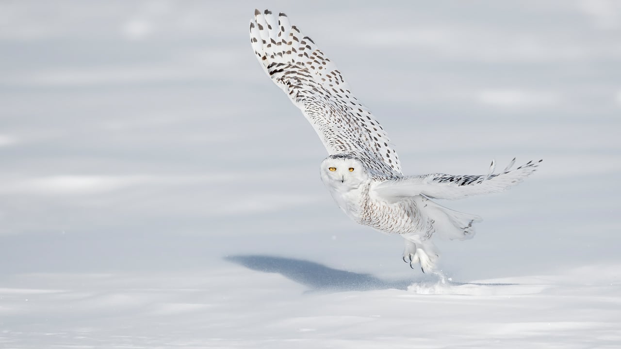 A snowy owl pictured in Quebec City (© Marco Pozzi Photographer/Getty Images)