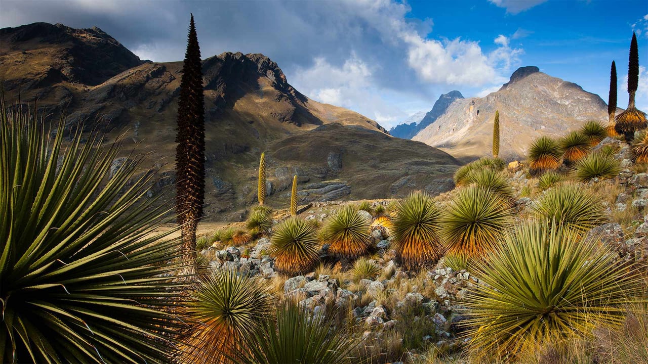 Queen of the Andes plants with the Cordillera Blanca massif in the background, Peru (© Cyril Ruoso/Minden Pictures)