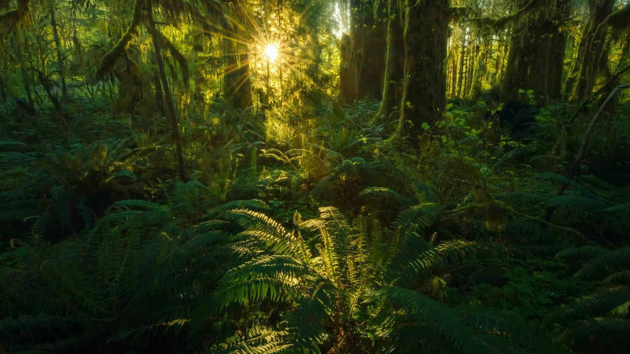 Quinault rainforest, Olympic National Park, Washington state (© Chris Moore/Tandem Stills + Motion)