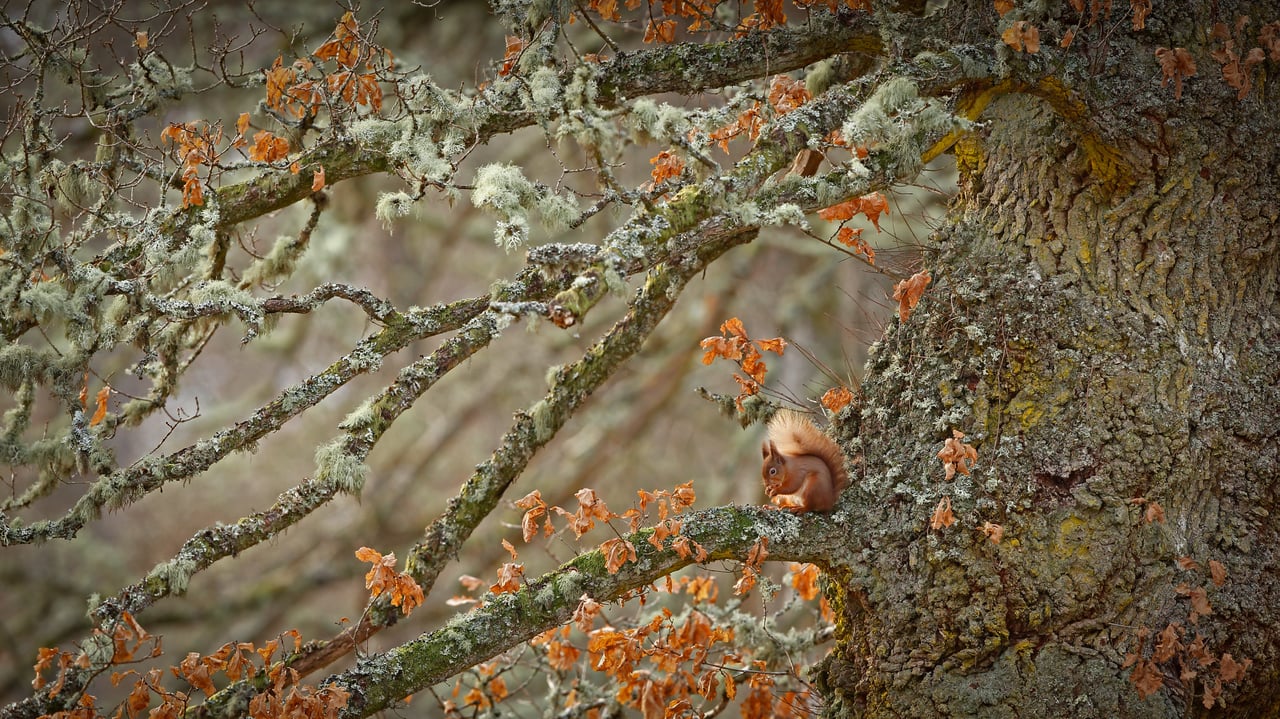 Red squirrel in the Highlands of Scotland (© Scotland: The Big Picture/Minden Pictures)