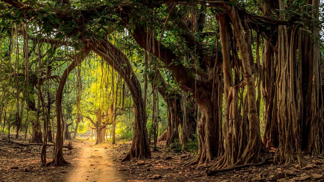 Jeep trail in Ranthambore National Park, India (© Lewis Kemper/Alamy Stock Photo)