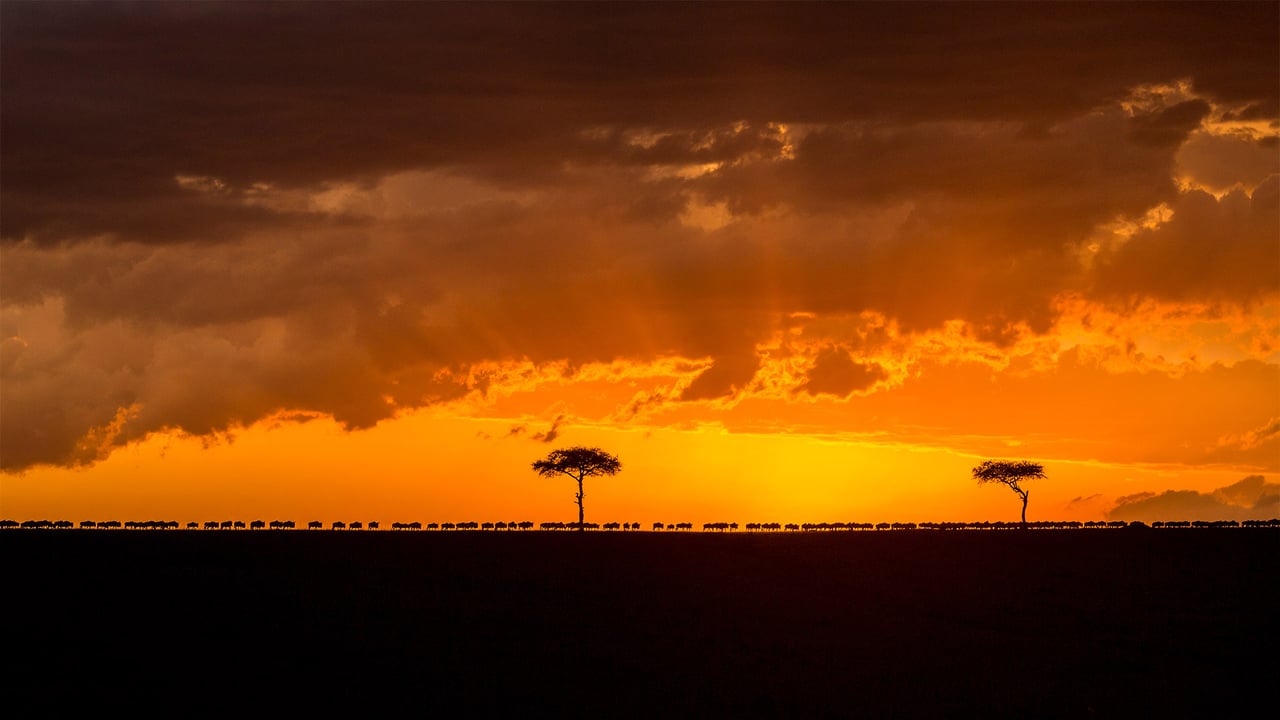 Blue wildebeest herd migrating at sunset, Maasai Mara National Reserve, Kenya (© Denis-Huot/Minden Pictures)