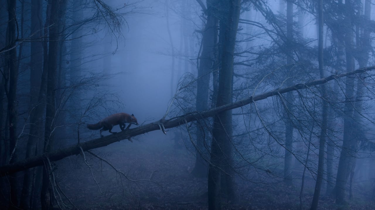 Red fox in the Black Forest of Germany (© Klaus Echle/Minden Pictures)