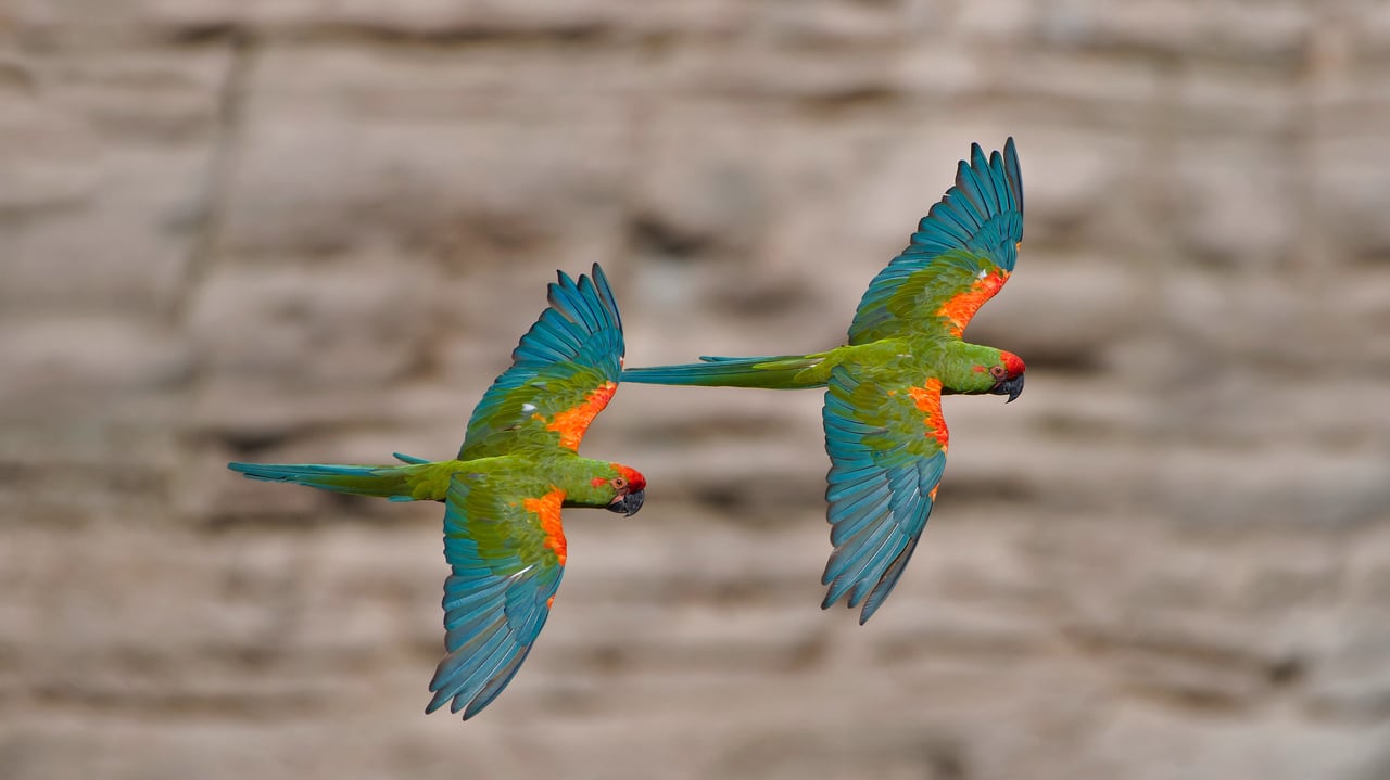 Red-fronted macaws in Omerque, Cochabamba, Bolivia (© Bernard Castelein/Minden Pictures)