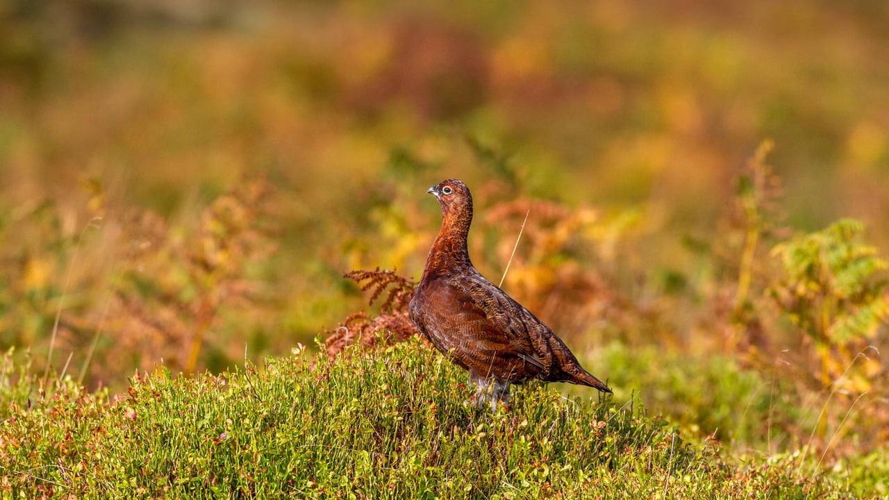 Red grouse, Ilkley Moor, West Yorkshire, UK (© Rebecca Cole/Alamy Stock Photo)