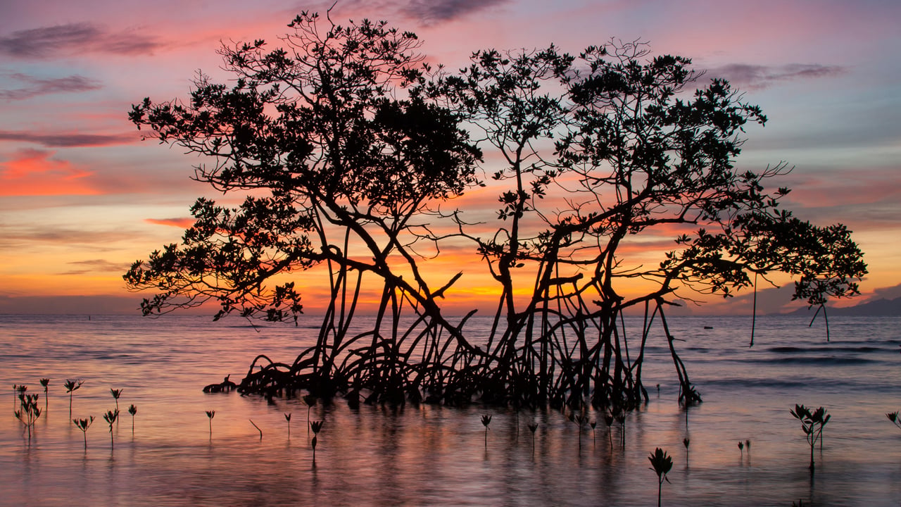 Sunrise on a red mangrove in the Pig Keys, Honduras (© Mac Stone/Tandem Stills + Motion)