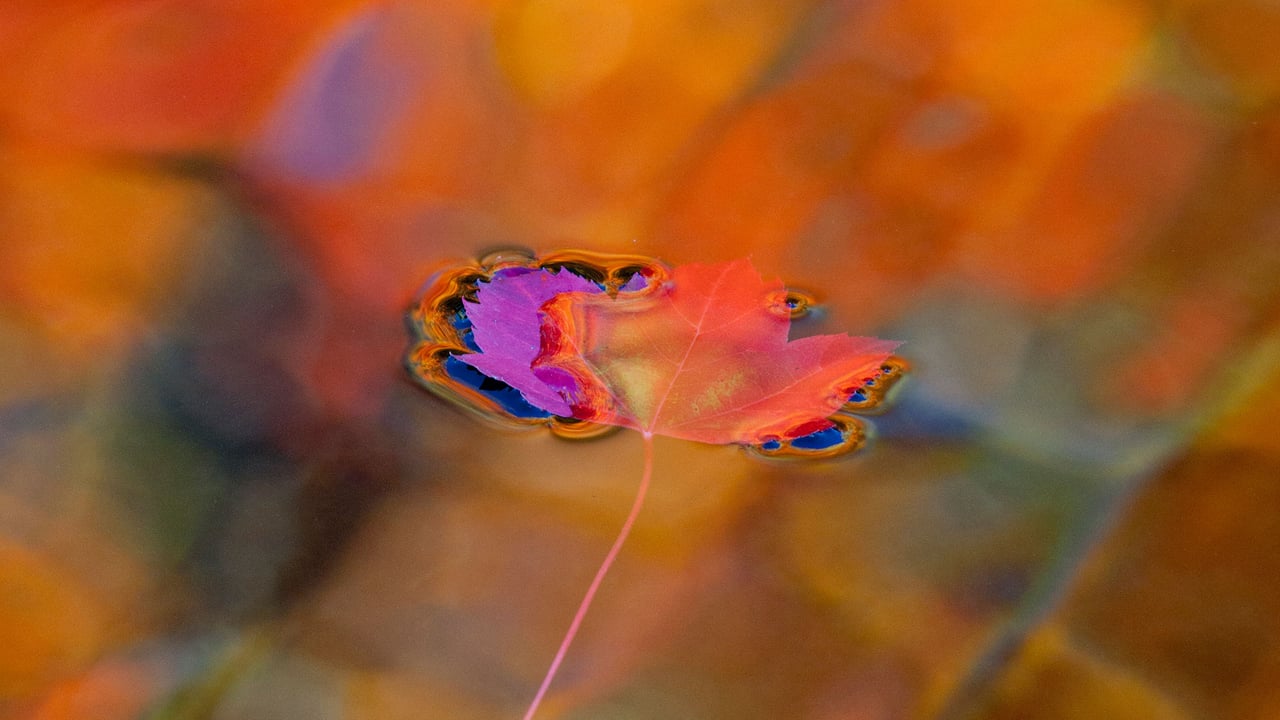 A red maple leaf in Mont-Saint-Bruno Conservation Park, Quebec, Canada (© Gilles Delisle/Jaynes Gallery/DanitaDelimont.com)