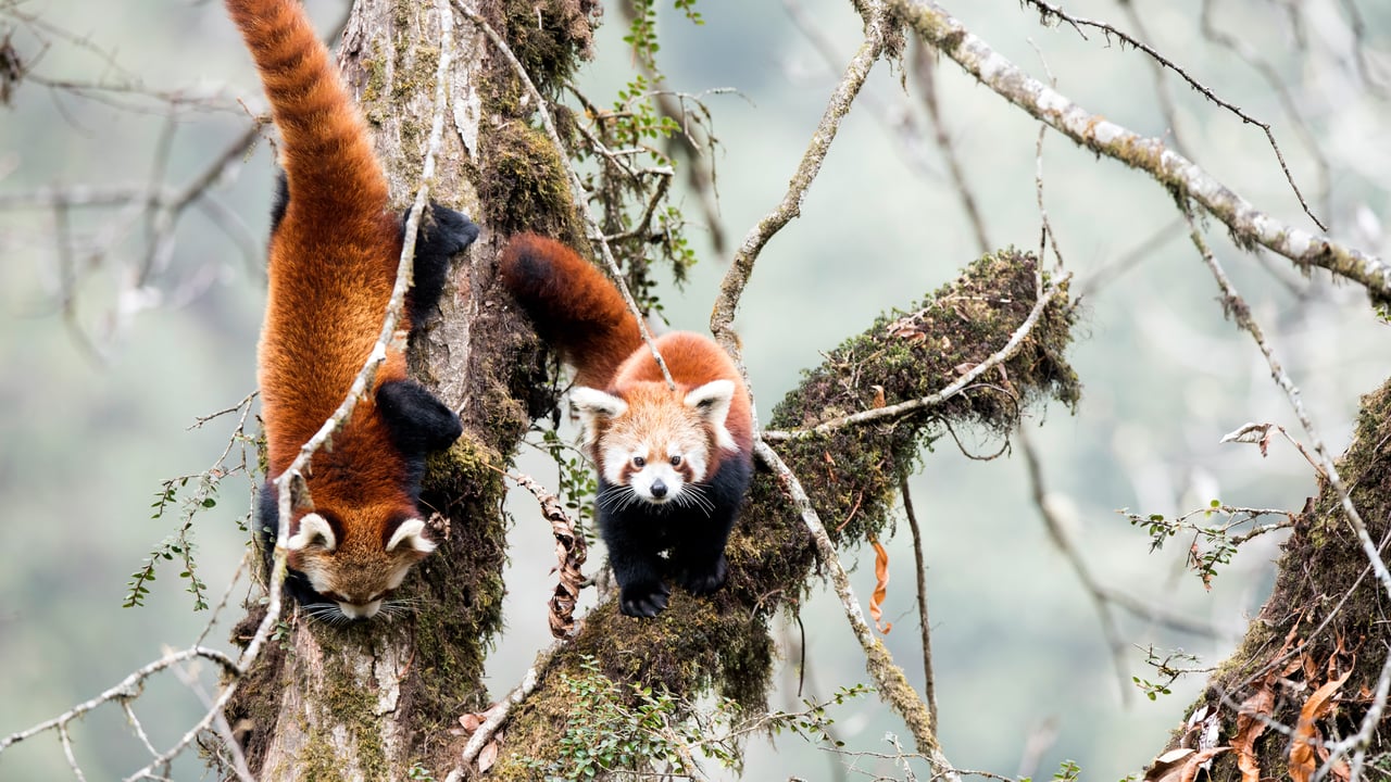 Red pandas in cloud forest habitat of Singalila in West Bengal, India (© Ben Cranke/Minden Pictures)