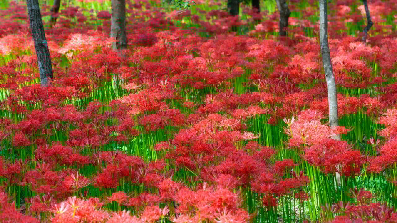 巾着田の彼岸花, 埼玉県 日高市 (© Scirocco340/Shutterstock)