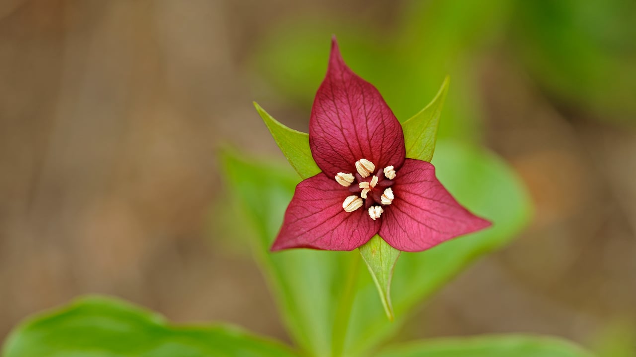 A close-up of the red trillium flower in Algonquin Provincial Park, Ont. (© Jaynes Gallery/Danita Delimont)