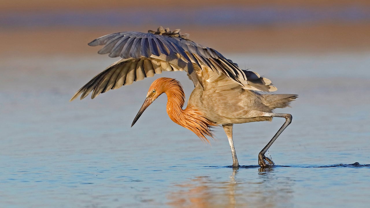 A reddish egret hunts in Fort De Soto Park, Florida (© Brian Lasenby/Getty Images)