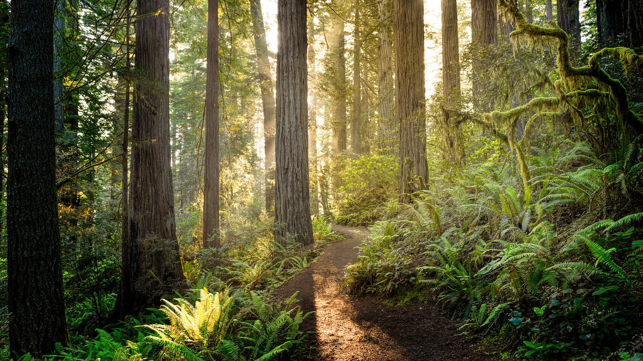 Sunrise in Redwood National and State Parks, California (© HadelProductions/Getty Images)