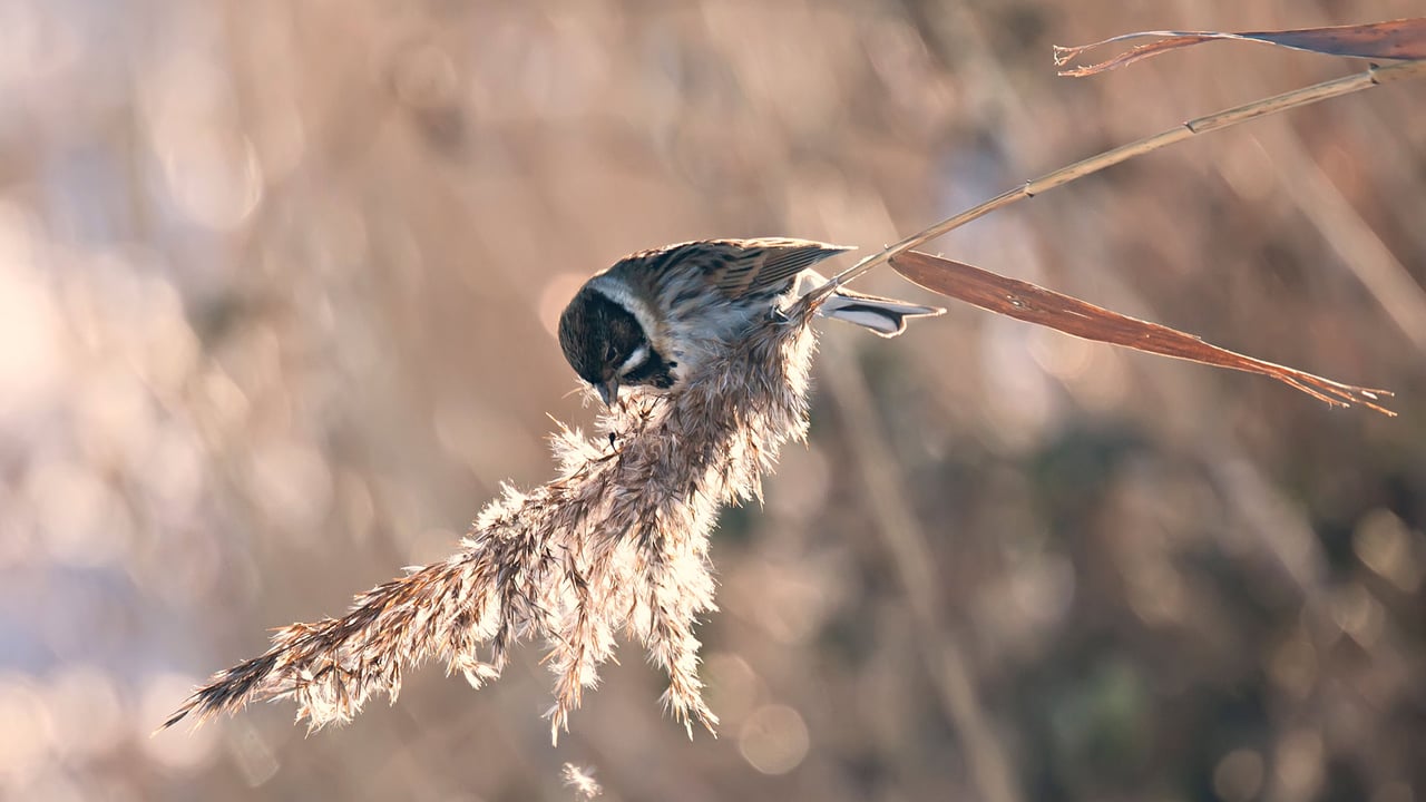 Reed bunting, Newport Wetlands, Wales (© Chris Howes/Wild Places Photography/Alamy Stock Photo)
