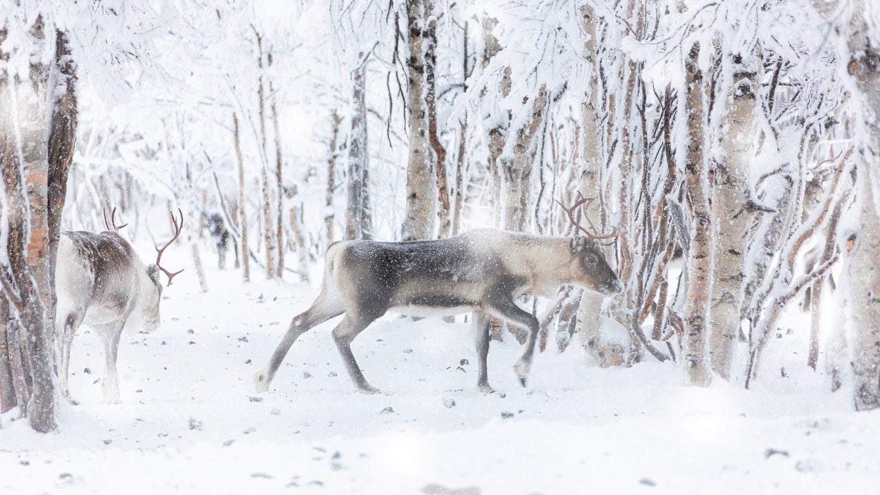 Renne sous la neige, Laponie, Finlande (© Roberto Moiola/Getty Images)